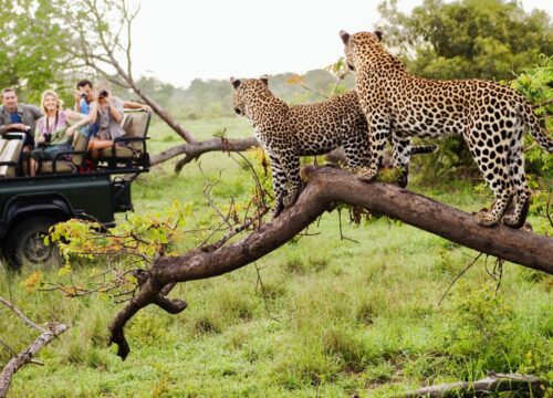 South Africa Safari Tour